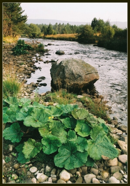 A92